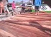 KAYU DAMAR LAUT